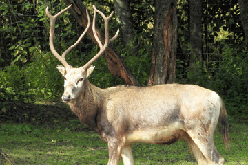 Pere David's deer