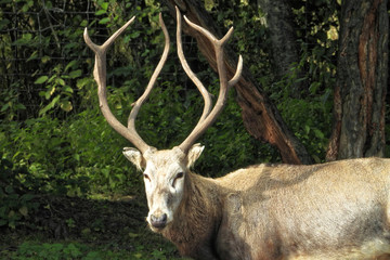 Pere David's deer