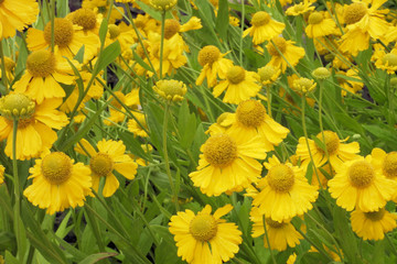 Yellow flower of desert