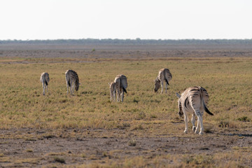 Fototapeta na wymiar Zebras on the vast open plains of Etosha, Namibia