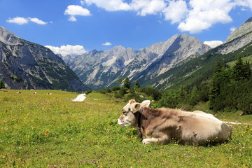 Almweide in den Bergen