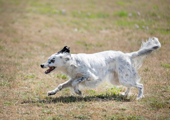 english setter in nature