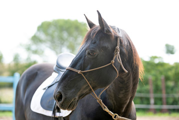 Obraz premium riding girl and horse