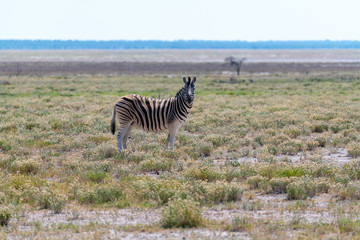 Obraz na płótnie Canvas Zebras on the vast open plains of Etosha, Namibia