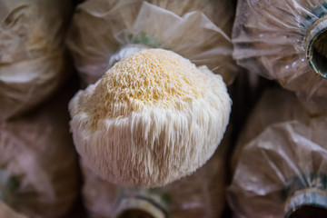Close up Monkey head mushroom in Thailand Fungi fram