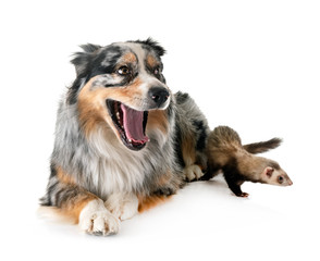 australian shepherd and ferret