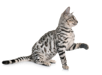 bengal cat in studio