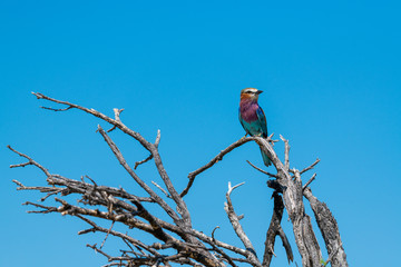 Lilac Breasted Roller in Etosha National Park 