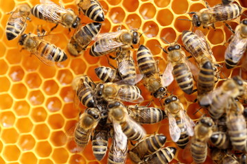 Honigbienen beim einlagern von nektar - 283465982