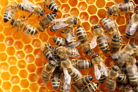 Honigbienen beim einlagern von nektar