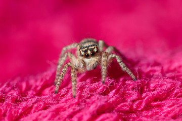 Allphotokz Spider 20160901 1383 D810