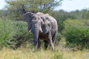 Fototapeta na wymiar African elephant in Etosha national park