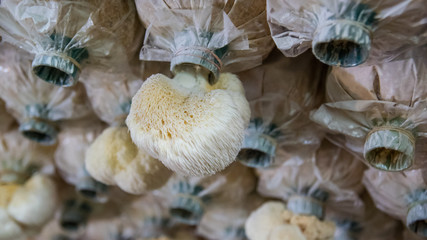 Close up Monkey head mushroom in Thailand Fungi fram