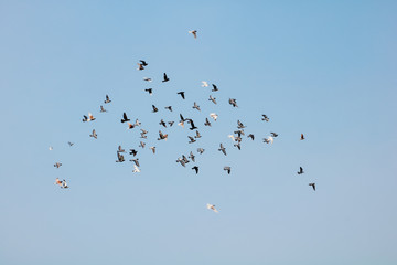 school of sparrow at blue sky