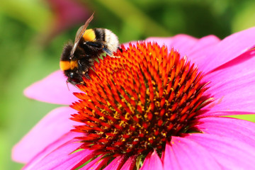Hummel auf Sonnenhut