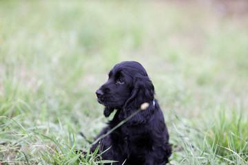 English Cocker Spaniel Welpe