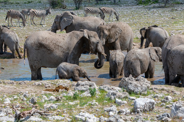 African elephant in Etosha national park