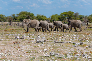 Obraz premium African elephant in Etosha national park