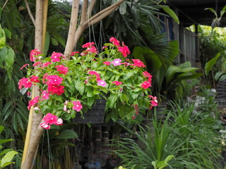 Beautiful red Catharanthus roseus or vinca flowers blossom with green leaves background decorate on flower pot.