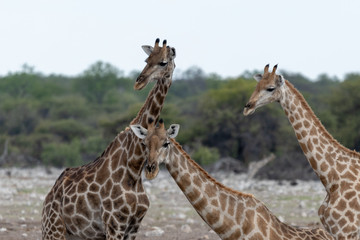 giraffes in etosha national park in namibia