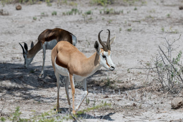 Waterhole in Etosha teeming with many different varieties of animals including, giraffe, zebra, springbok, Oryx