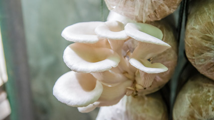Closeup fresh Indian Oyster in a mushroom cube at mushroom farm