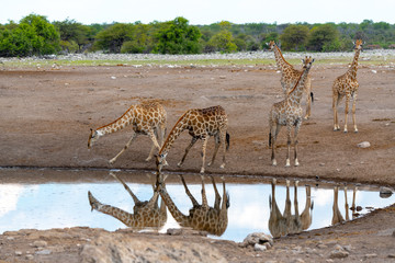 Fototapeta na wymiar giraffes in etosha national park in namibia