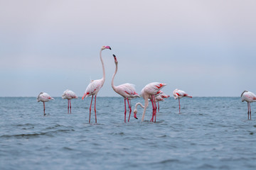 pink flamingo bird in Namibia, south africa