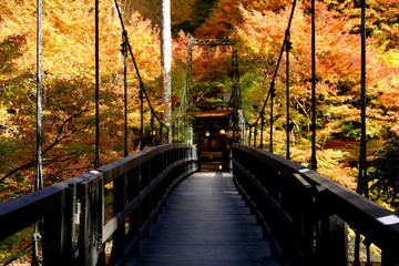 Colorful autumn forest with fallen foliage at mount Takao in Kyoto, Japan