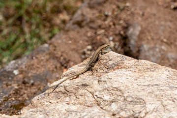 Lézard
