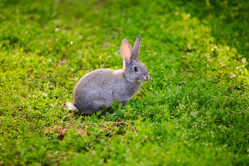 Cute grey Bunny sitting in the grass