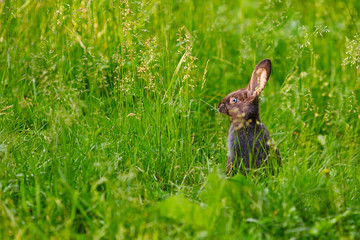 Rabbit stood on his hind legs in a moment of danger and looks into the distance