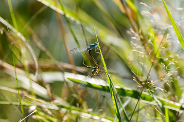 Paarungsrad der Blauen Federlibelle
