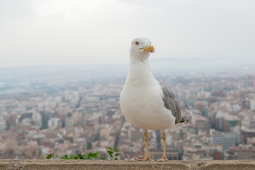 Albatross over background of panorama of Alicante (Spain). City view from Mount Santa Barbara with bird foreground