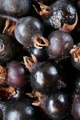 Rose hip berry.Useful medicinal plant. Vitamin C. 