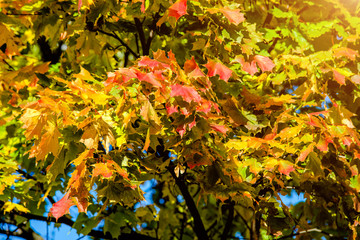 Autumn background-yellow maple leaves in the city Park 
