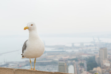 Albatross over background of panorama of Alicante (Spain). City view from Mount Santa Barbara with bird foreground