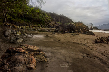 Redwood trees & rocky cliffs, frame Northern California beaches. Golden sand with pools of water scattered in different spots on the beach.