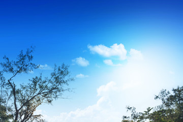Branch of trees and clouds