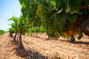 Fototapeta na wymiar green grapes growing in Spain