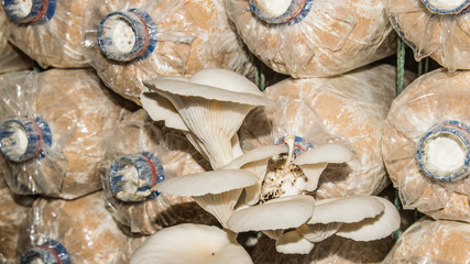 Closeup fresh Indian Oyster in a mushroom cube at mushroom farm