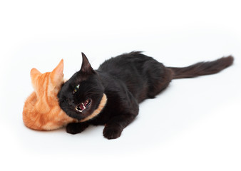 Red striped kitten funny plays and fights with an adult black cat, isolated on white background....