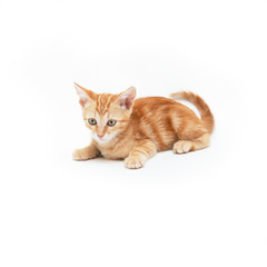 Fototapeta na wymiar Red striped kitten plays, isolated on white background. Adorable baby cat. Animal. Cute young pet.