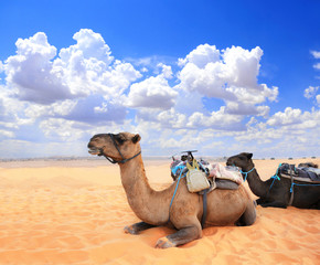 Camels in Sahara desert, Morocco