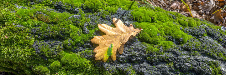 Dry oak leaf lying on tree. Tree covered with green moss. Panoramic picture