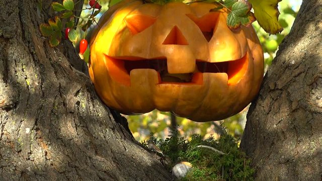 Spooky halloween pumpkin. Shooting on a tree in the wood.
