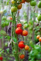 ripe tomatoes growing in green house