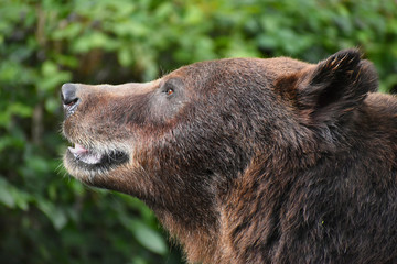 Un ours de profil © Didier Garzandat
