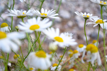 postcard with field flowers close-up