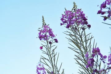 postcard with field flowers close-up